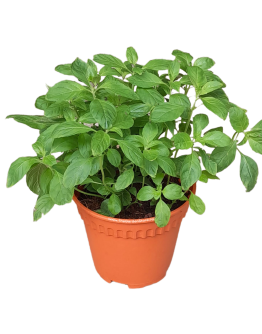 Peppermint Potted Herbs