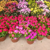 Periwinkle Catharanthus roseus