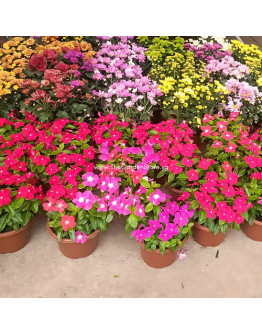 Periwinkle Catharanthus roseus