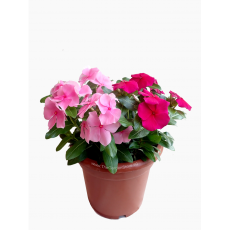 Periwinkle Catharanthus roseus