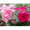 Periwinkle Catharanthus roseus