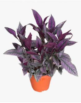 Strobilanthes dyerianus Persian Shield 