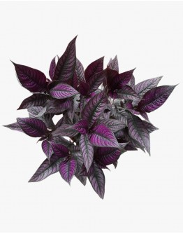 Strobilanthes dyerianus Persian Shield 