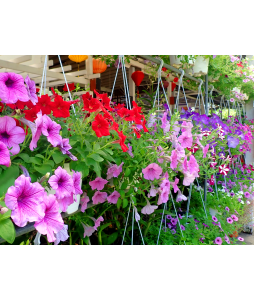 Petunia Hybrid