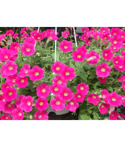 Petunia Hybrid