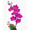 Mini Phalaenopsis Orchid (Single Stalk) - Purple
