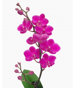 Mini Phalaenopsis Orchid (Single Stalk) - Purple