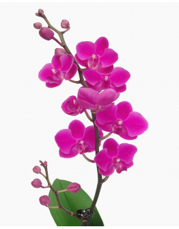 Mini Phalaenopsis Orchid (Single Stalk) - Purple