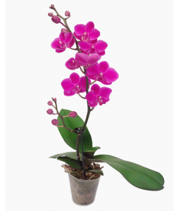 Mini Phalaenopsis Orchid (Single Stalk) - Purple