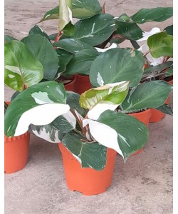 Philodendron White Knight P150