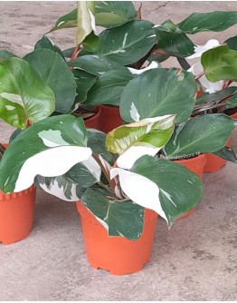 Philodendron White Knight P150