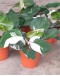 Philodendron White Knight P150