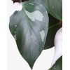 Philodendron White Knight P150