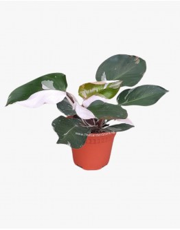Philodendron White Knight P150