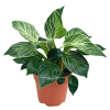 Philodendron Birkin potted indoor plant