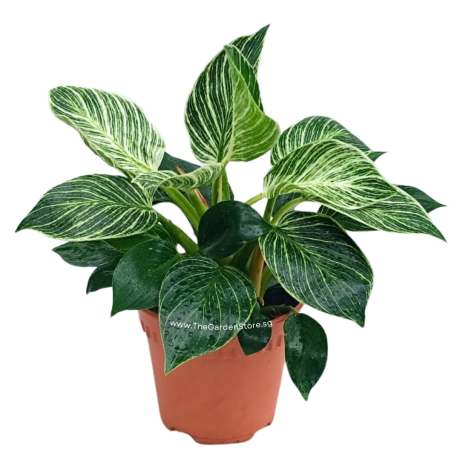 Philodendron Birkin potted indoor plant