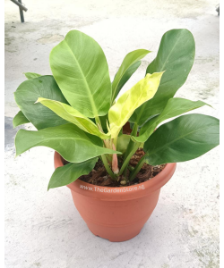 Philodendron Imperial Gold Moonlight