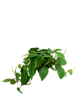 Philodendron Scanden Green P120