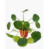 Pilea Peperomioides Chinese Money Plant 