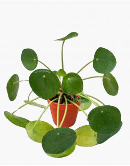 Pilea Peperomioides Chinese Money Plant 