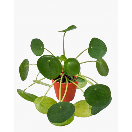 Pilea Peperomioides Chinese Money Plant 