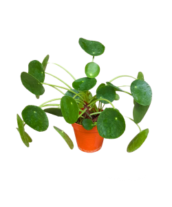 Pilea Peperomioides Chinese Money Plant 