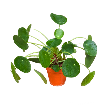Pilea Peperomioides Chinese Money Plant 