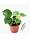 Coin Leaf Peperomia Raindrop