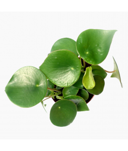 Coin Leaf Peperomia Raindrop