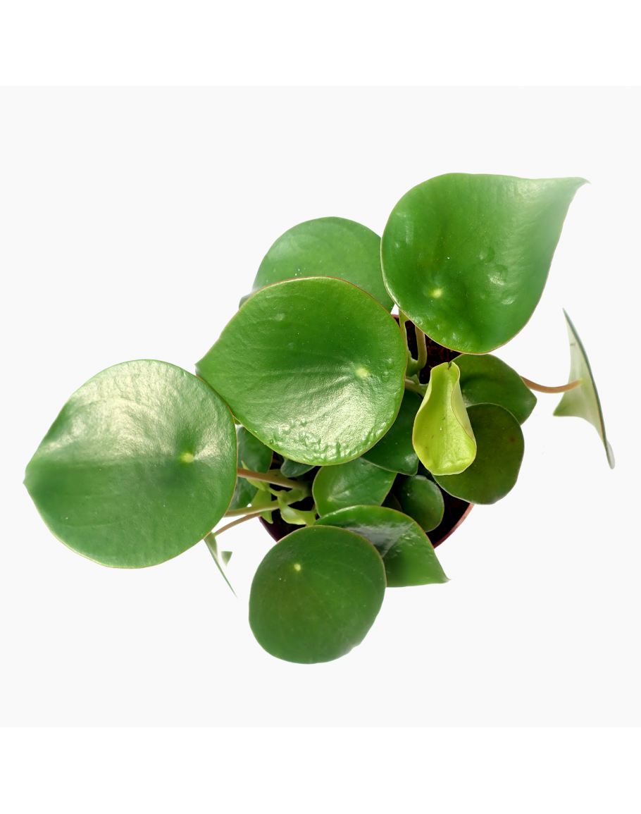 Coin Leaf Peperomia Raindrop