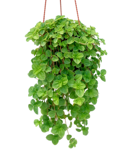 Pilea Nummulariifolia Hanging