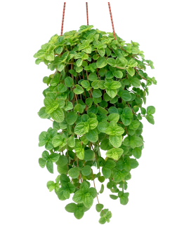 Pilea Nummulariifolia Hanging