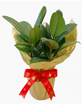 Plant Gift Wrapping Service