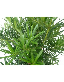Podocarpus Pine Tall 罗汉松