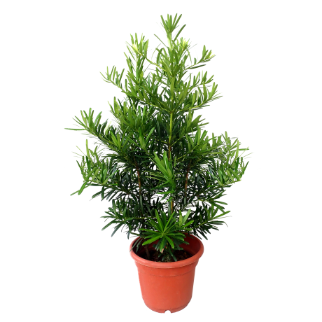 Podocarpus Pine Tall 罗汉松