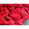 Poinsettia Euphorbia pulcherrima CHRISTMAS RED 圣诞红 Real Potted Poinsetta Best Gift for Xmas