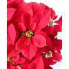 Poinsettia Euphorbia pulcherrima CHRISTMAS RED 圣诞红 Real Potted Poinsetta Best Gift for Xmas