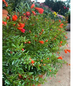 Pomegranate 石榴花 / 红花 Xia Liu Plant