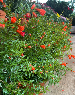 Pomegranate 石榴花 / 红花 Xia Liu Plant