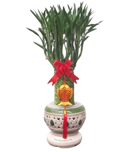 Prosperity Lucky Bamboo Tower in Hydroponic Ceramic Classic Pot 繁荣幸福竹塔