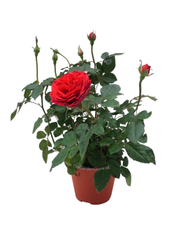 Rose 玫瑰花 Potted