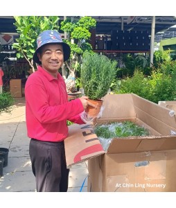 Rosemary 迷迭香 Potted Herbs