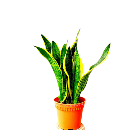 Sansevieria Trifasciata 'Laurentii' 