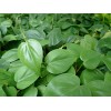 Philodendron Scanden Green