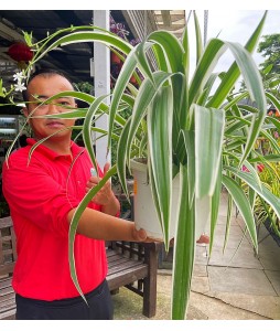 Spider Plant in Hanging Pot 吊兰 Chlorophytum
