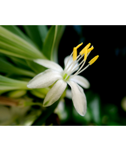 Spider Plant in Hanging Pot 吊兰 Chlorophytum