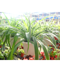 Spider Plant in Hanging Pot 吊兰 Chlorophytum