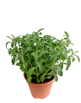 Stevia Plant - Sweet leaf 