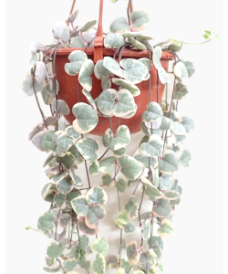 String of Hearts Variegated Trailing Plant