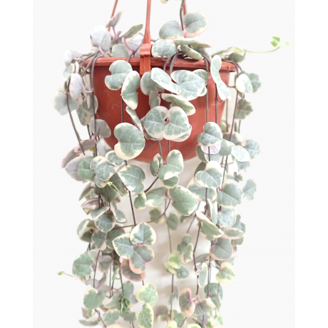 String of Hearts Variegated Trailing Plant